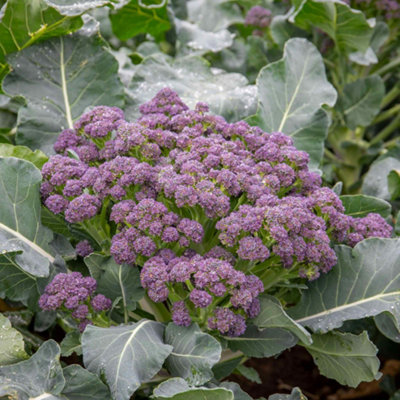 Marshalls Garden Extra Early Rudolph Broccoli Seeds F1 Hybrid Winter-Hardy Approx 200 Seeds from B&Q