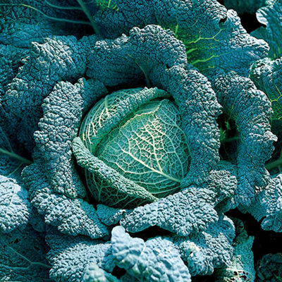 Marshalls Garden Cabbage Seeds Alaska F1 Hybrid Pack Of 30 Seeds from B&Q