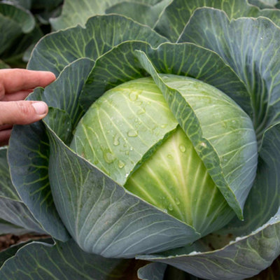 Marshalls Garden Cabbage Seeds Kilaxy F120 SeedsWinter-Resistant Variety from B&Q