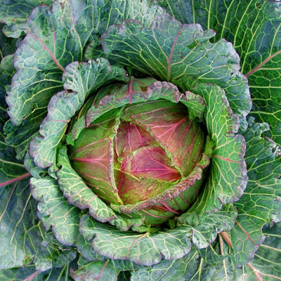 Marshalls Garden Cabbage Seeds 'marabel' F1January King Hybrid50 Seeds from B&Q
