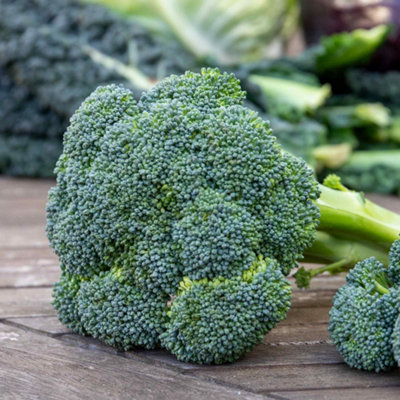 Marshalls Garden Calabrese Seeds 'green Magic' F1Early MaturingHigh-Yield Vegetable Seeds from B&Q