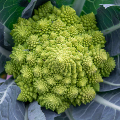 Marshalls Garden Cauliflower Seeds Romanesco CelioGreen Pointed HeadsDisease-Resistant 25 Seeds from B&Q