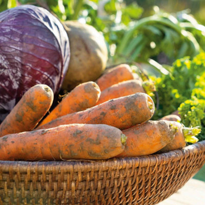 Marshalls Garden Carrot Seeds Amsterdam Forcing 3 (EarlyApprox. 2200 Seeds) from B&Q