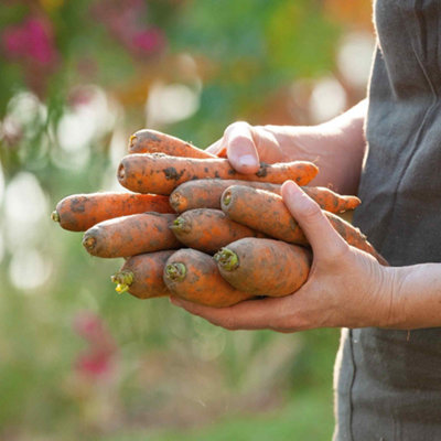 Marshalls Garden Carrot Seeds Autumn King 2Long Hardy Winter Carrots 2000 Seeds from B&Q