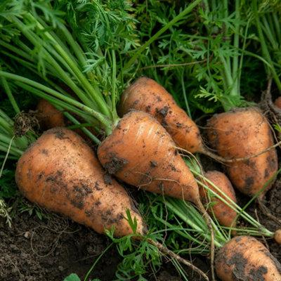 Marshalls Garden Carrot SeedsChantenay Red Cored 2 (Early Maincrop) 3000 Seeds from B&Q