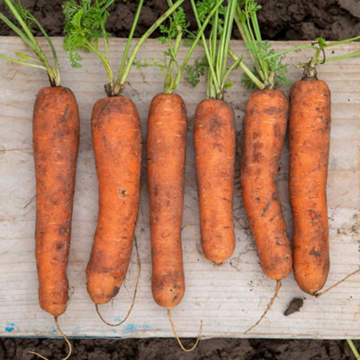 Marshalls Garden Carrot Seeds Marion F1 Hybrid Nantes TypeApprox. 500 Seeds from B&Q
