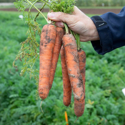 Marshalls Garden Nandor F1 Carrot SeedsHigh-Yield Nantes Type300 Seeds from B&Q