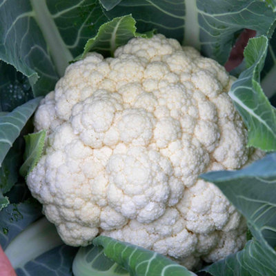 Marshalls Garden Cauliflower Seeds 'all The Year Round'240 Seeds For Extended Harvests from B&Q