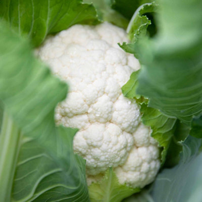 Marshalls Garden Cauliflower Seeds Clapton F1Clubroot Resistant Compact Variety20 Seeds from B&Q
