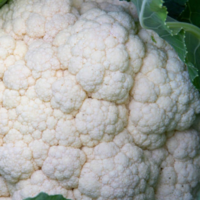 Marshalls Garden Cauliflower Seeds 'jerome' F1 Rhs Agm Early Spring Harvest 30 Seeds from B&Q