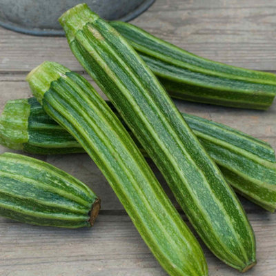 Marshalls Garden Courgette Seeds 'romanesco Latino' F1Ribbed High-Yield Variety (Approx. 10 Seeds) from B&Q