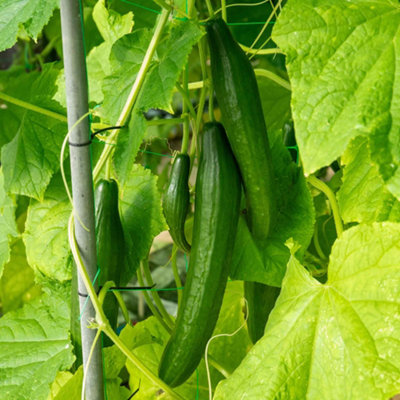 Marshalls Garden Cucumber Seeds 'burpless Tasty Green' F1 20 Seeds Mildew Resistant from B&Q