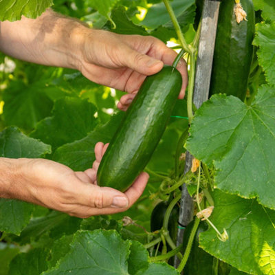 Marshalls Garden Cucumber Seeds 'mini Munch' F1 Rhs-Recommended High-Yield Snack Cucumbers 5 Seeds from B&Q