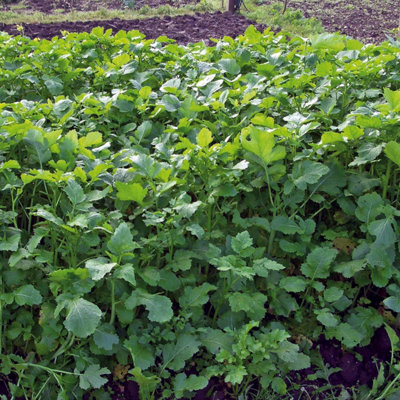 Marshalls Garden Caliente Mustard Green Manure Seeds 1G from B&Q