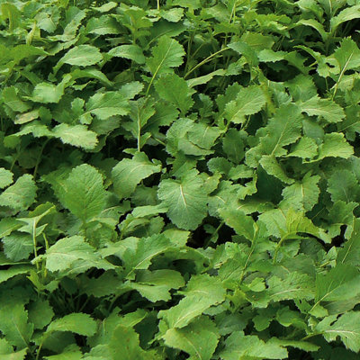 Marshalls Garden Green Manure SeedsManure Mustard (Phacelia Tanacetifolia) from B&Q