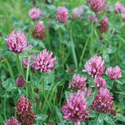 Marshalls Garden Green Manure SeedsRed Clover 25M2 Coverage from B&Q