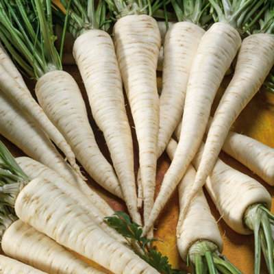 Marshalls Garden Parsley Seeds Hamburg 'turnip-Rooted'Winter Roots And Culinary Leaves 2000 Seeds from B&Q