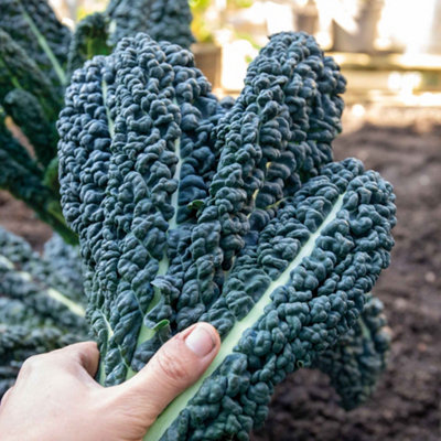 Marshalls Garden Kale Seeds 'cavolo Nero' 550 Seeds (Brassica Oleracea Var. Sabellica) from B&Q