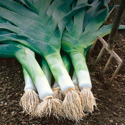 Marshalls Garden Leek Seeds Musselburgh700 Seeds Hardy Winter Variety from B&Q