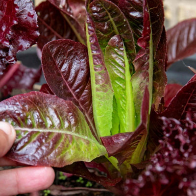 B&Q -  Lettuce Seeds 'amaze' (300 Seeds)Rhs Award Red Gem Lettuce For Pots & Beds