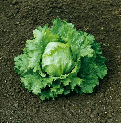Marshalls Garden Lettuce Seeds 'lakeland'600 SeedsHigh-Yield Head Lettuce from B&Q
