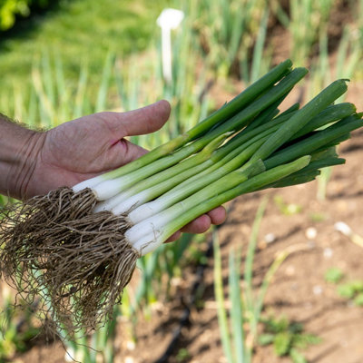Marshalls Garden Spring Onion Seeds 'white Lisbon' 750 Seeds from B&Q