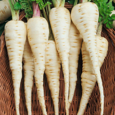 Marshalls Garden Parsnip Seeds Gladiator F1 600 Seeds from B&Q
