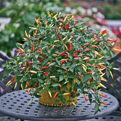 Marshalls Garden Chilli Pepper Seeds 'basket Of Fire'Compact Trailing Variety 6 Seeds from B&Q
