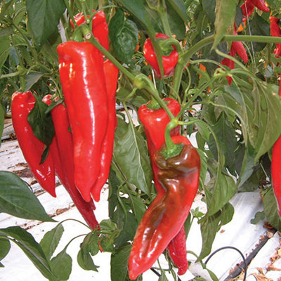 Marshalls Garden Pepper Seeds 'diablo' F1 10 Seeds Capsicum Annuum Ox-Horn Variety from B&Q