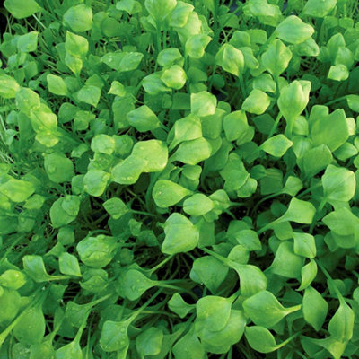 B&Q -  Lettuce Seeds Winter Purslane Miners Hardy Winter Salad 850 Seeds
