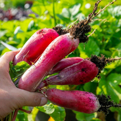 B&Q -  Radish Seeds 'french Breakfast' 1000 Seeds