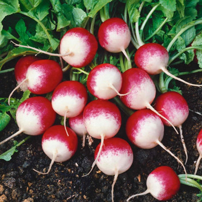 Marshalls Garden Radish Seeds 'sparkler'1000 Seeds For Fast-Growing Scarlet And White Globe Radishes from B&Q