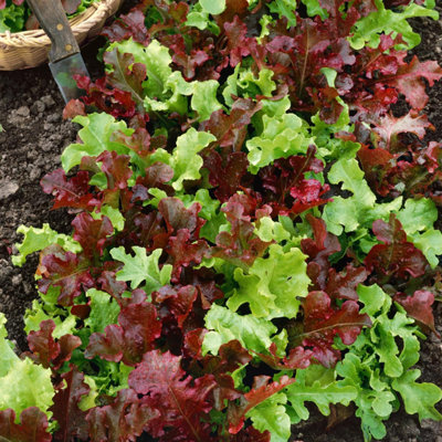 Marshalls Garden Salad Bowl Mix Lettuce Seeds 1500 Seeds Cut-And-Come-Again from B&Q