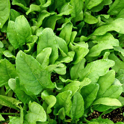 Marshalls Garden Perpetual Spinach SeedsHigh YieldFast-GrowingRhs Agm 1050 Seeds from B&Q