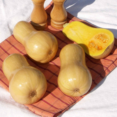 Marshalls Garden Butternut Squash Seeds 'hunter' F116 SeedsCompact Uk-Bred Early Variety from B&Q