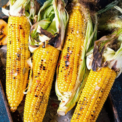Marshalls Garden Sweetcorn Seeds 'honeydew Improved' F150 Seeds (Extra-Tender Sweetcorn) from B&Q
