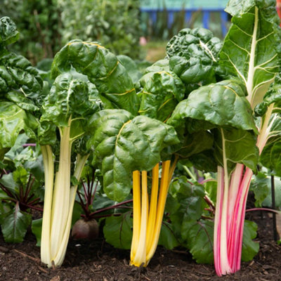 Marshalls Garden Swiss Chard Seeds 'bright Lights' 100 Seeds Rhs-Recognised Variety from B&Q