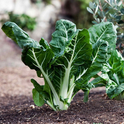 Marshalls Garden Swiss Chard Seeds Fordhook Giant500 Seeds from B&Q