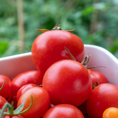 Marshalls Garden Tomato Seeds 'ailsa Craig'55 Seeds Classic Medium Flavour Tomatoes from B&Q