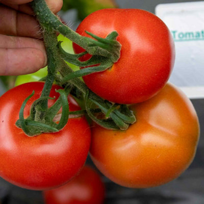 Marshalls Garden Cordon Tomato Seeds 'alicante'75 Seeds Rhs-Recommended from B&Q