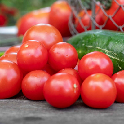 Marshalls Garden Gardener's Delight Cordon Tomato Seeds 55 Pack from B&Q