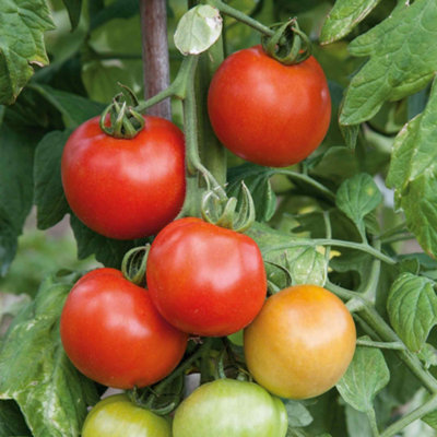 Marshalls Garden Tomato Seeds Premio F1 Cordon Variety For PotsGreenhouse And Patio 10 Seeds from B&Q