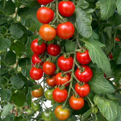 Marshalls Garden Cordon Tomato Seeds Shirley F120 SeedsDisease-Resistant Variety from B&Q