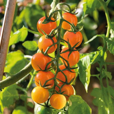 Marshalls Garden Cordon Tomato Seeds Sungold F1 High-Yield Super-Sweet Salad Tomato 15 Seeds from B&Q