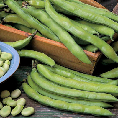 Marshalls Garden Broad Bean Seeds 'aquadulce Claudia' (100 Seeds) from B&Q