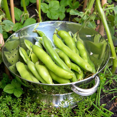 Marshalls Garden Broad Bean Seeds 'masterpiece Green Longpod' (60 Seeds) from B&Q