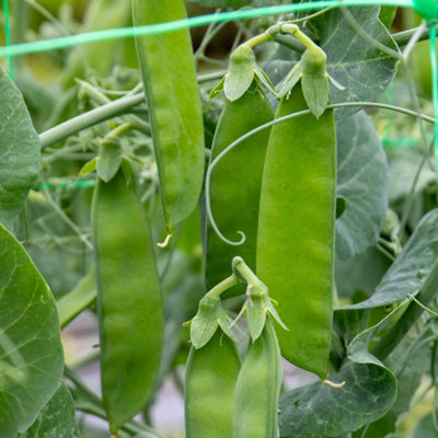 Marshalls Garden Mangetout Pea Seeds 'delikata' Rhs Agm 200 Seeds from B&Q