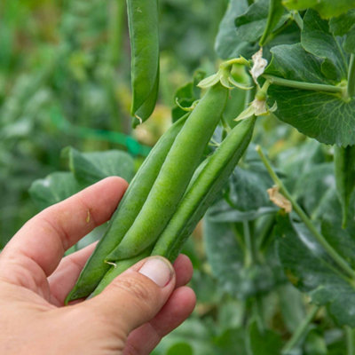 Marshalls Garden Alderman Pea Seeds300 SeedsTall Climbing Variety from B&Q