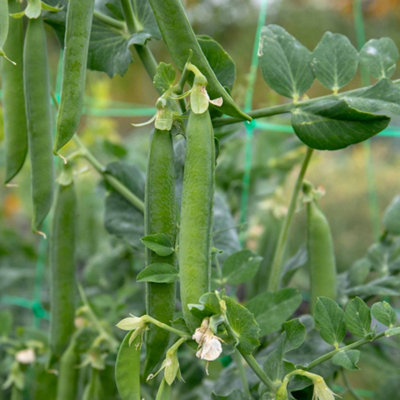 Marshalls Garden Pea Seeds Hurst Green Shaft300 Seeds Rhs Award Of Garden Merit from B&Q