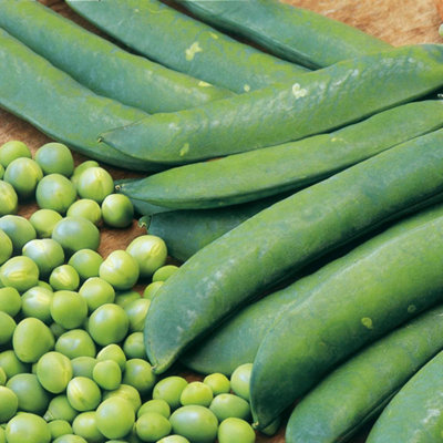 Marshalls Garden Pea Seeds 'onward' Sweet Large-Podded Fusarium-Resistant Variety from B&Q